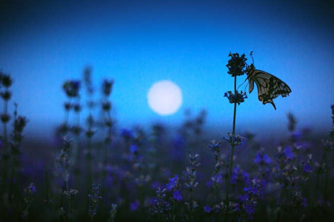 15 Fascinating Flowers That Bloom Only at Night