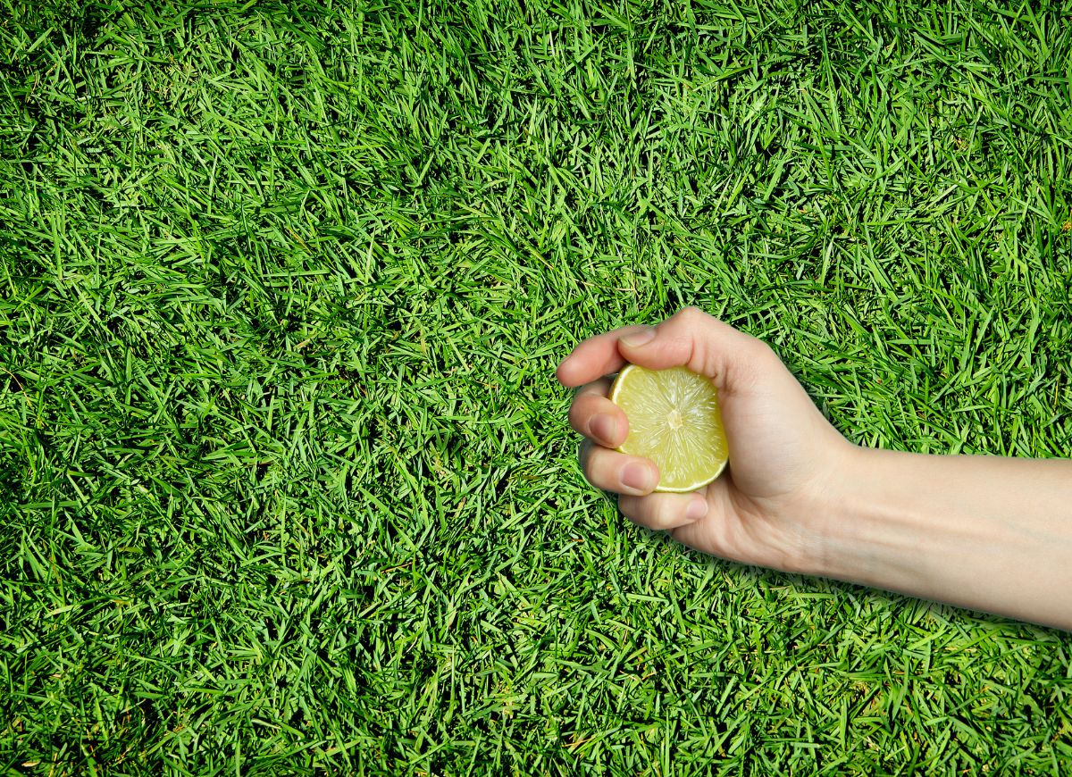 how to get rid of moss in lawn