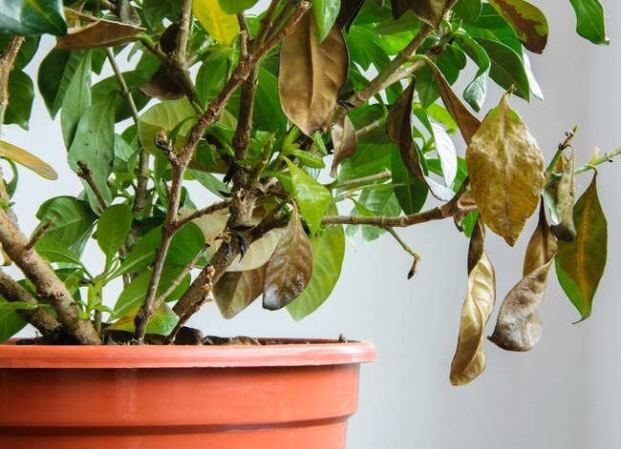 How to Help Your Houseplants Survive the Winter
