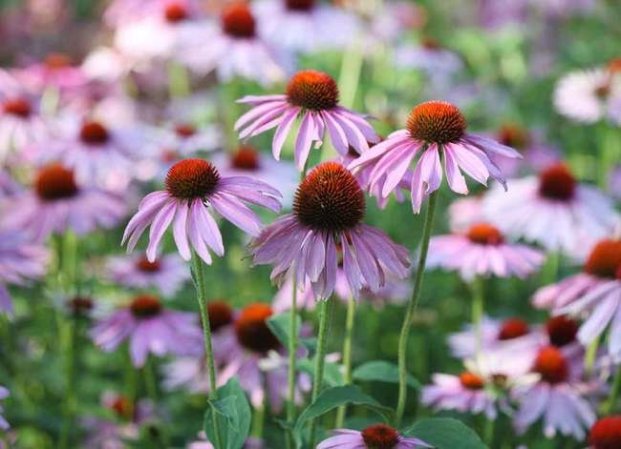 34 Amazing Plants That Are Native to North America