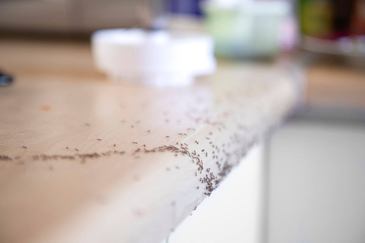 how to get rid of ants in the kitchen ants crawling on counter