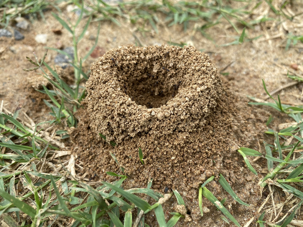how to get rid of ants in the house ant nest in yard