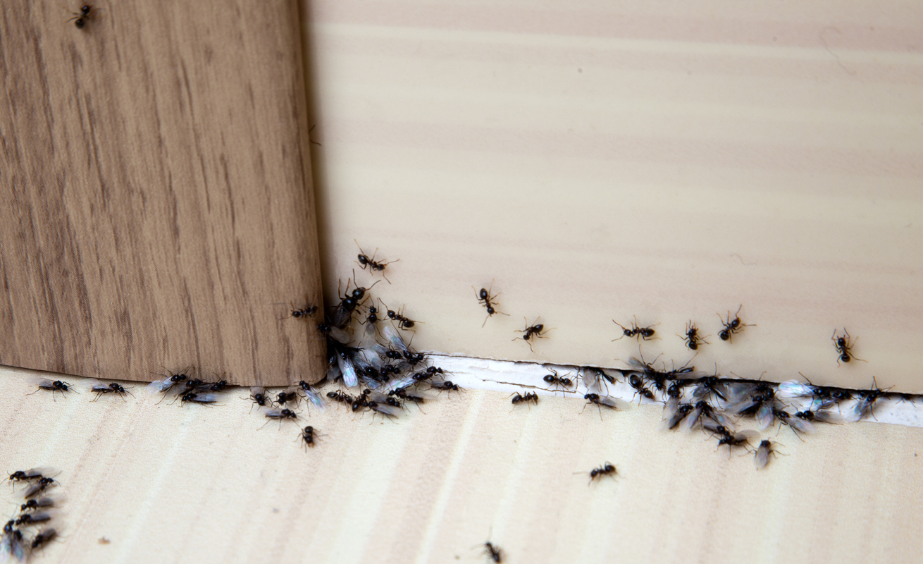 how to get rid of ants in the kitchen ants in door frame