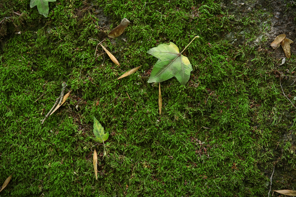 Close up view of moss and leaves on the ground.