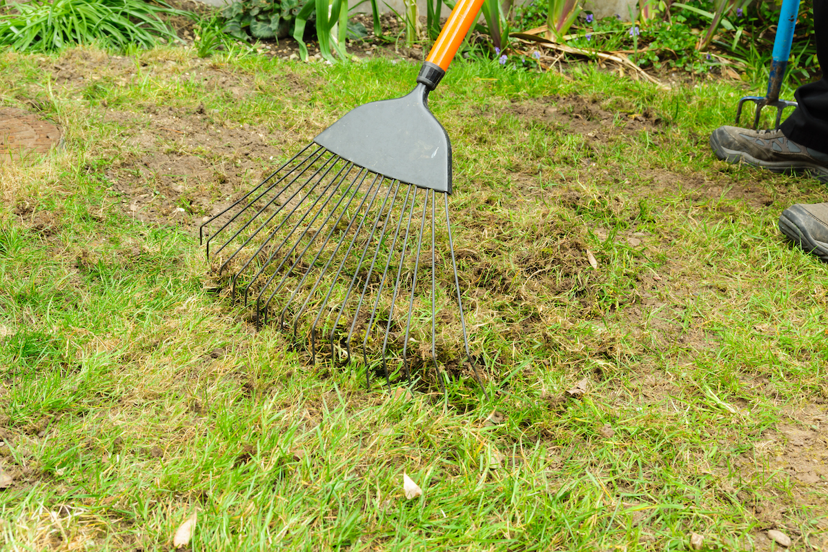 Scarifying or raking a lawn with a grass rake to remove dead thatch and moss.
