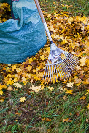 6 Things to Know Before Burning Leaves This Fall