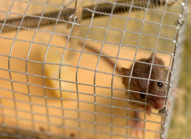 How To: Rodent-Proof Your Home