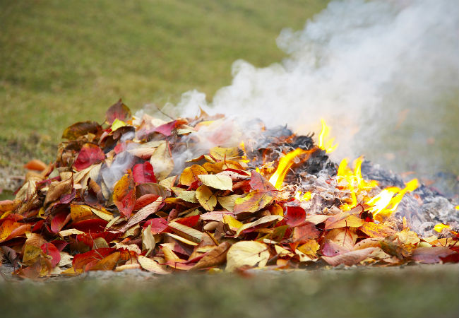 What You Need to Know Before Burning Leaves at Home