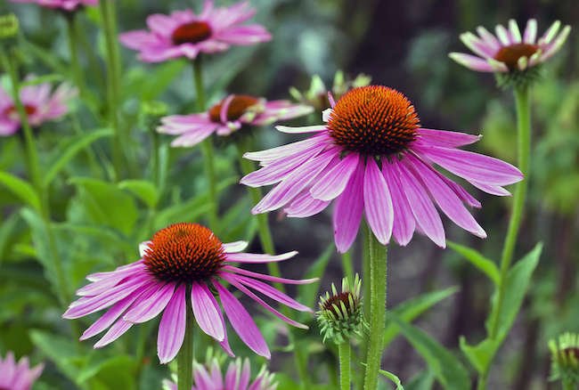 10 Sun-Loving Plants That Thrive in Summer