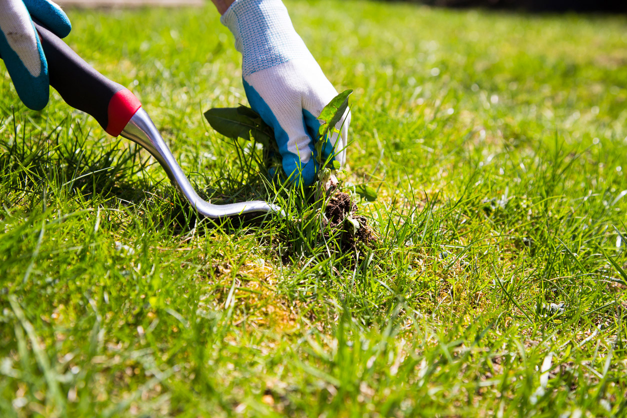 A gloved hand uses a small shovel to pull weeds.