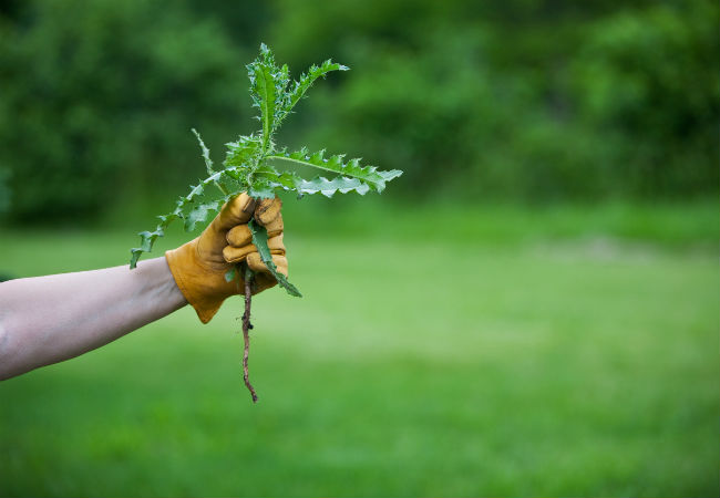A hand holds a fistful of weeds recently pulled from they nearby yard.