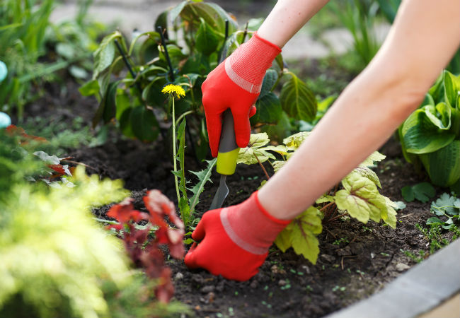 A hand with red gloves pulls yellow dandelions from a garden.