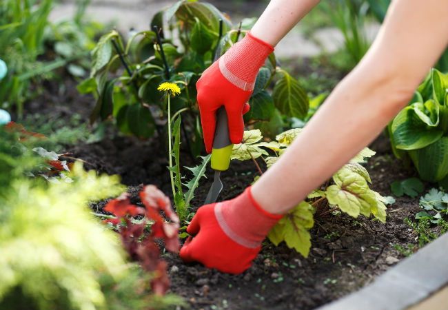 8 Top Tips for Pulling Weeds
