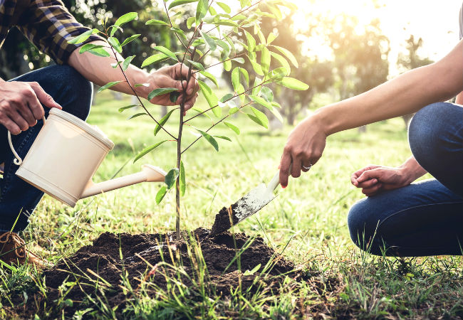 The Best Time to Plant a Tree, Solved