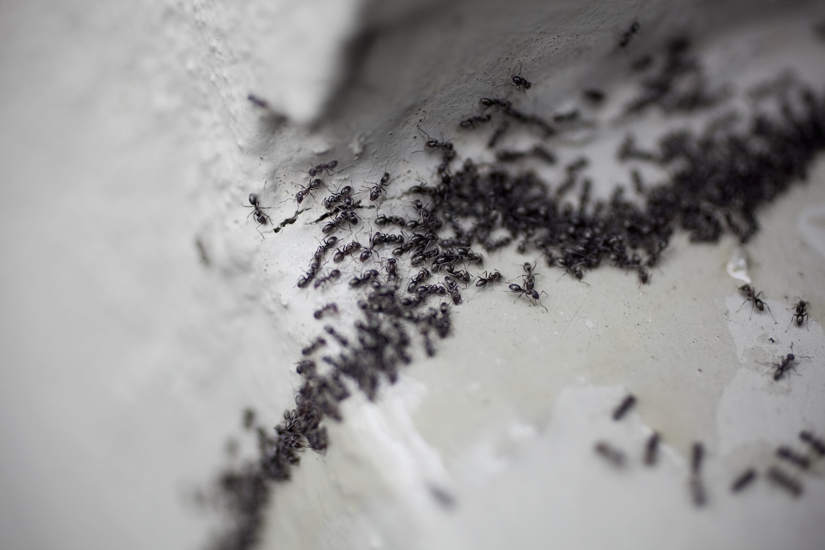 A colony of ants on a cement surface.