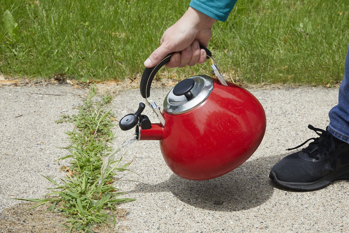 A person pours water from a red kettle onto a strip of weeds in a sidewalk.