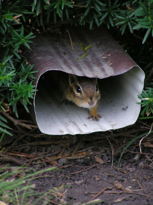 How to Get Rid of Chipmunks in the Backyard