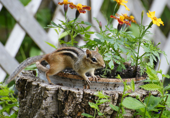 How to Get Rid of Chipmunks