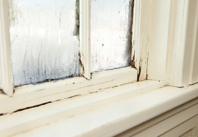 How to Prevent and Repair Wood Rot's Damage