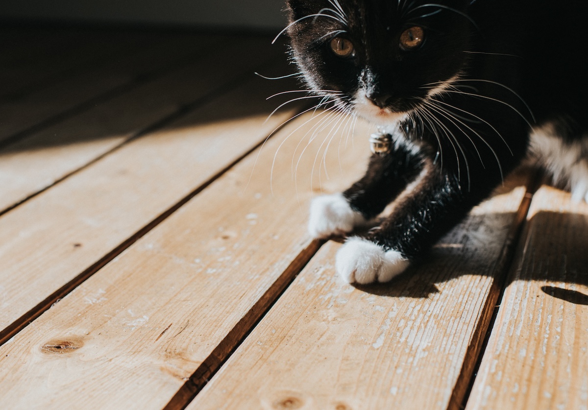 A black and white cat uses its front paws to scratch at a wooden floor.