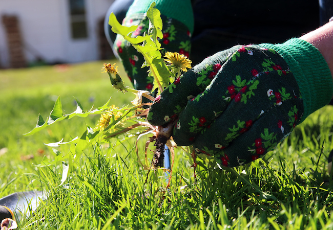 Bob Vila Radio: Quick Tips for Pulling Weeds