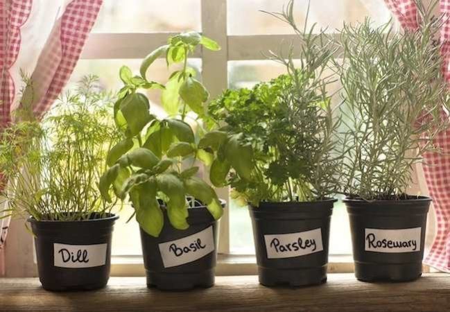 The 9 Best Houseplants for the Kitchen