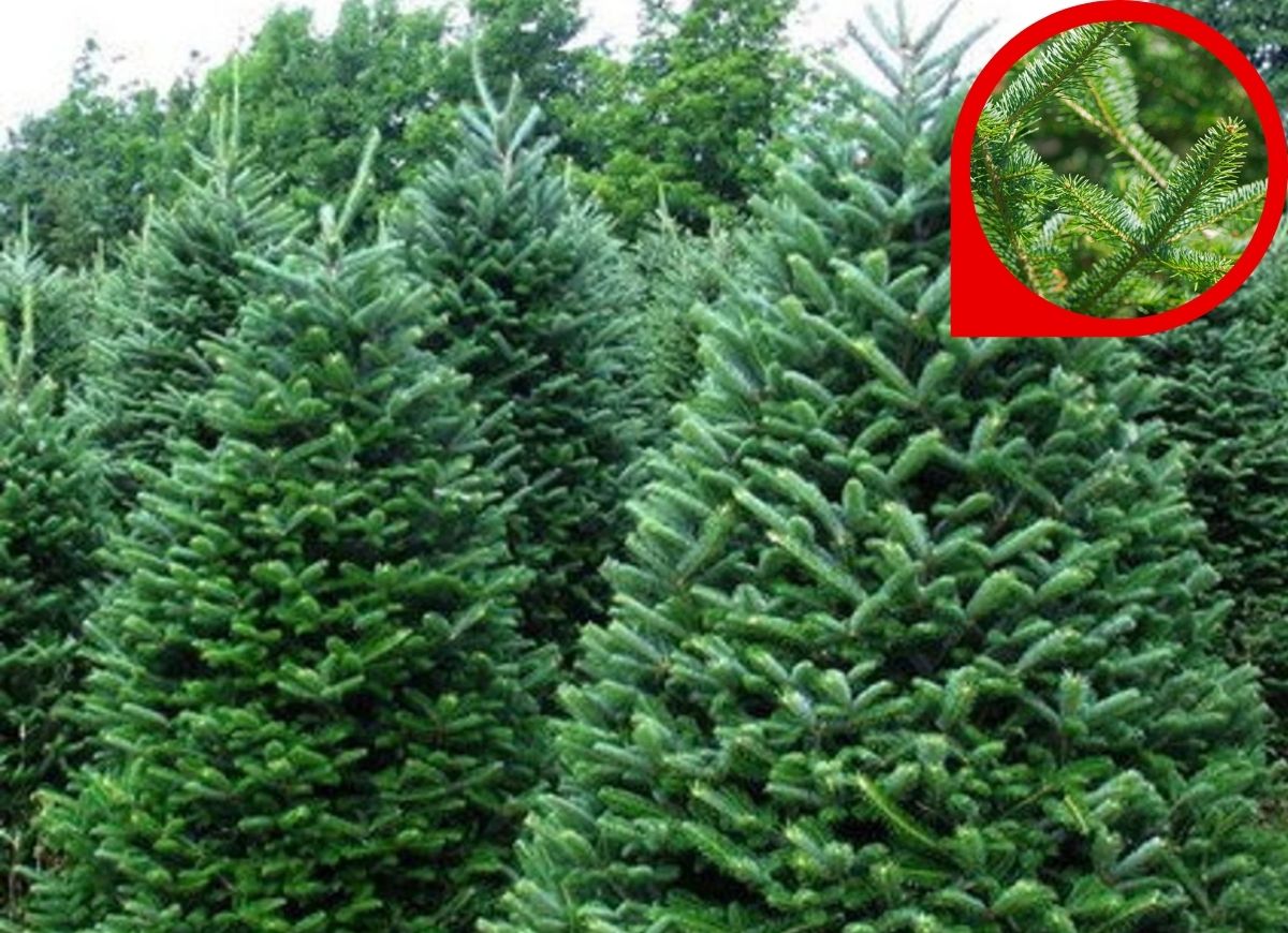 Etsy-istock-types-of-christmas-trees-balsam-fir