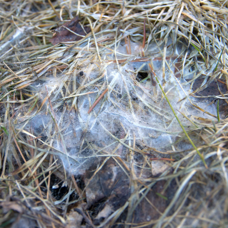 How to Recognize and Treat Snow Mold in the Lawn