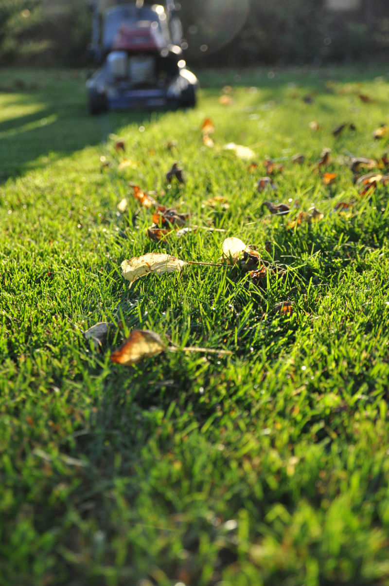 How to Prevent and Treat Snow Mold in the Lawn