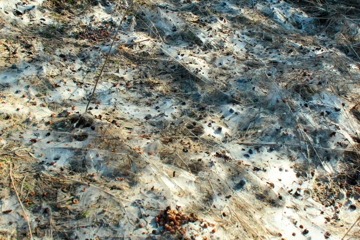 How to Recognize and Treat Snow Mold in the Lawn