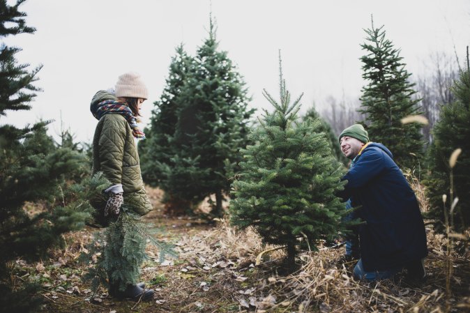 iStock-1288544405 types of christmas tree picking tree on a farm