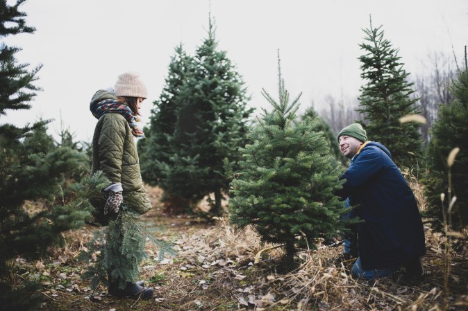 Shopping for a Christmas Tree? Answer These 3 Questions First