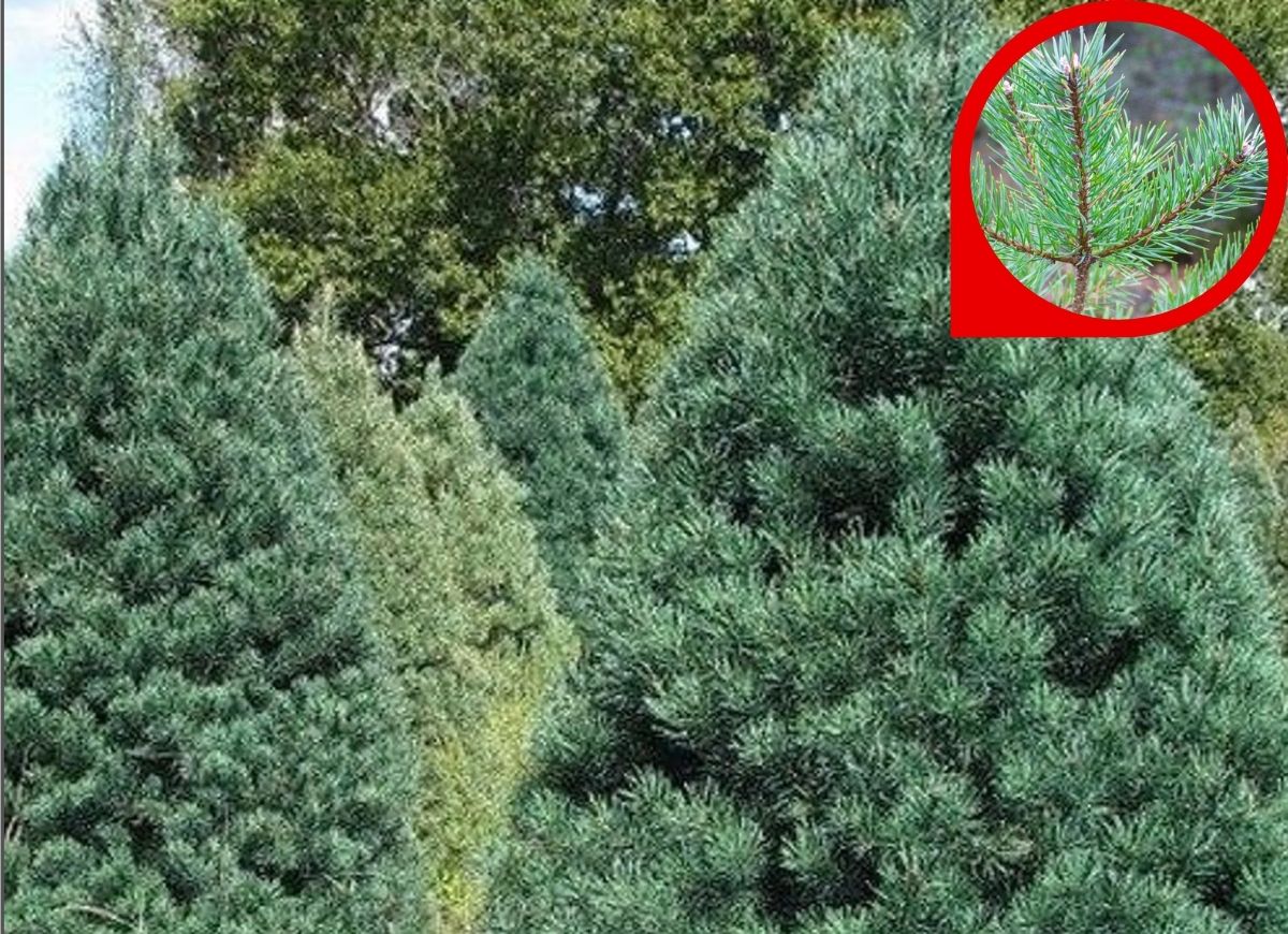 istock-etsy-types-of-christmas-trees-scotch-pine