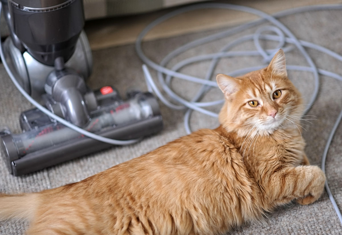 How Often Should You Vacuum a House with Pets? Solved!