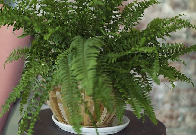 11 Things You Didn’t Know That Houseplants Love