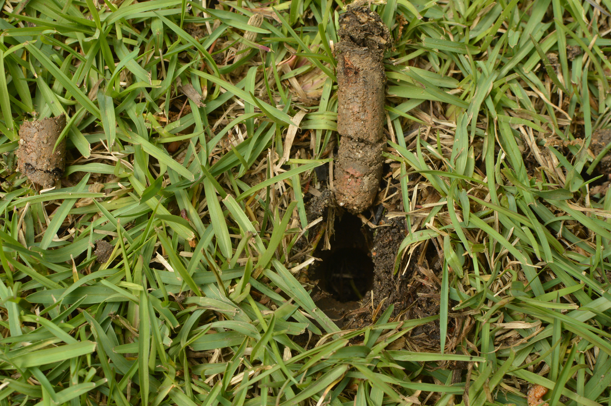 when to aerate lawn
