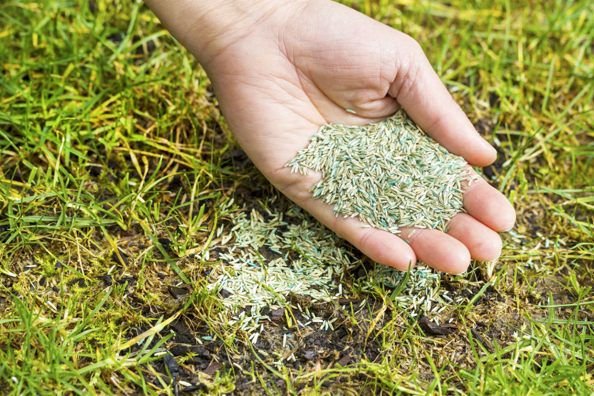 Choose This Fast-Growing Grass Seed for Patchy Lawns