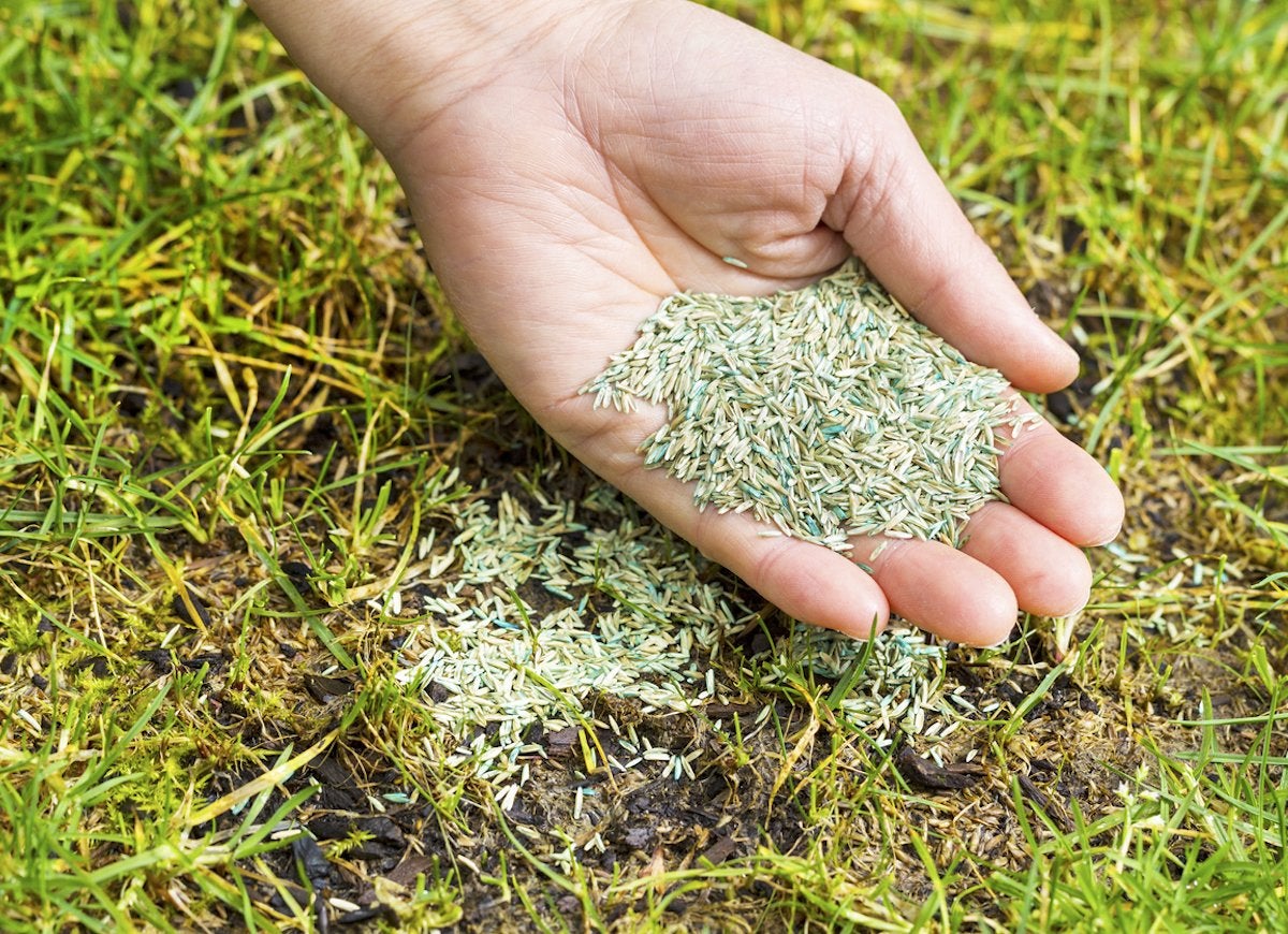 Someone holding a handful of grass seeds next to a grassy lawn.
