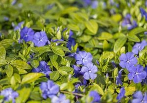 50 Plants That Thrive in Any Yard