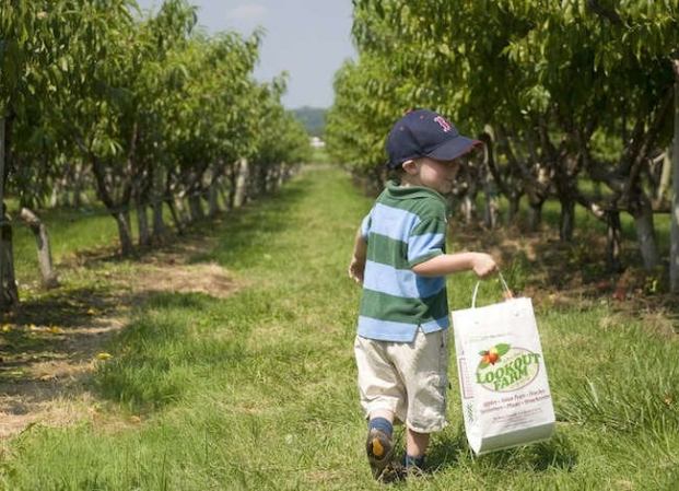 Take Your Pick: The 20 Best Fruit Farms Across the United States