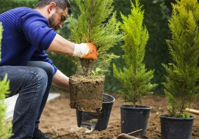12 Things an Arborist Wishes You Knew