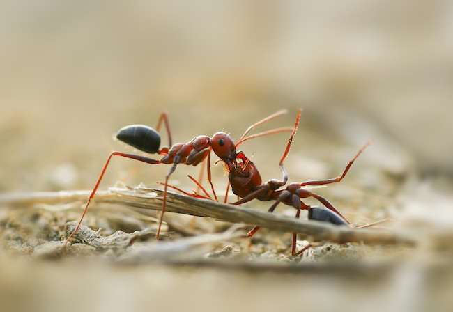 The 10 Most Dangerous Bugs to Watch Out for This Summer