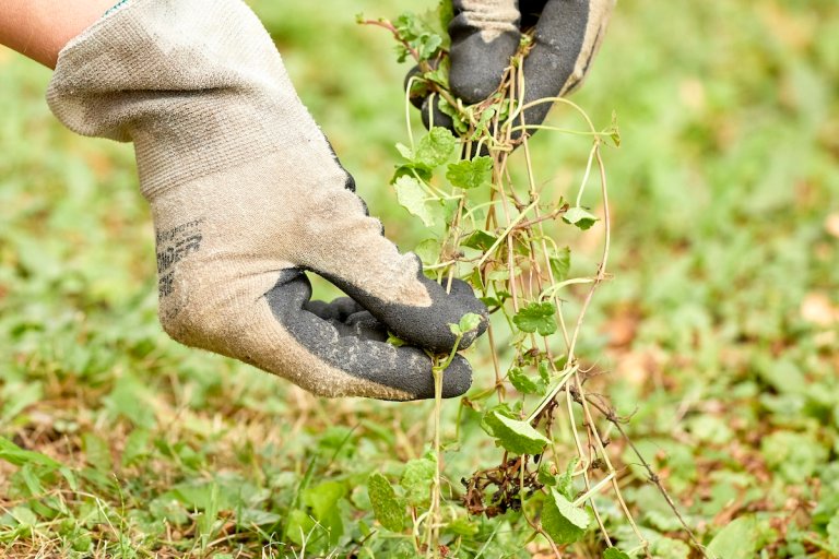 Woman wearing gardening gloves pulls runners of creeping Charlie from yard.