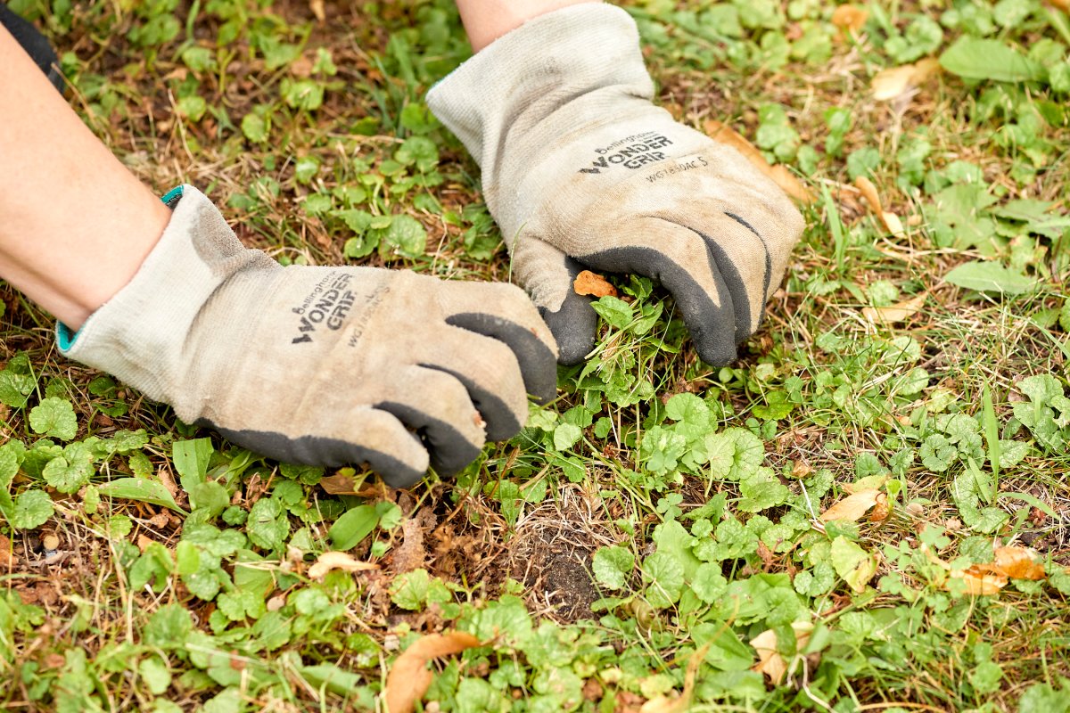 Woman wearing gardening gloves grabs creeping Charlie in ground to pull it out.