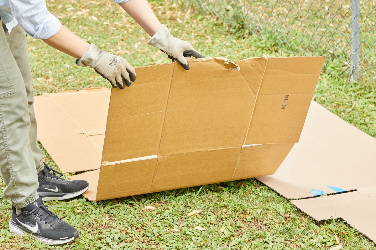 Woman lays flattened cardboard over creeping Charlie patch.