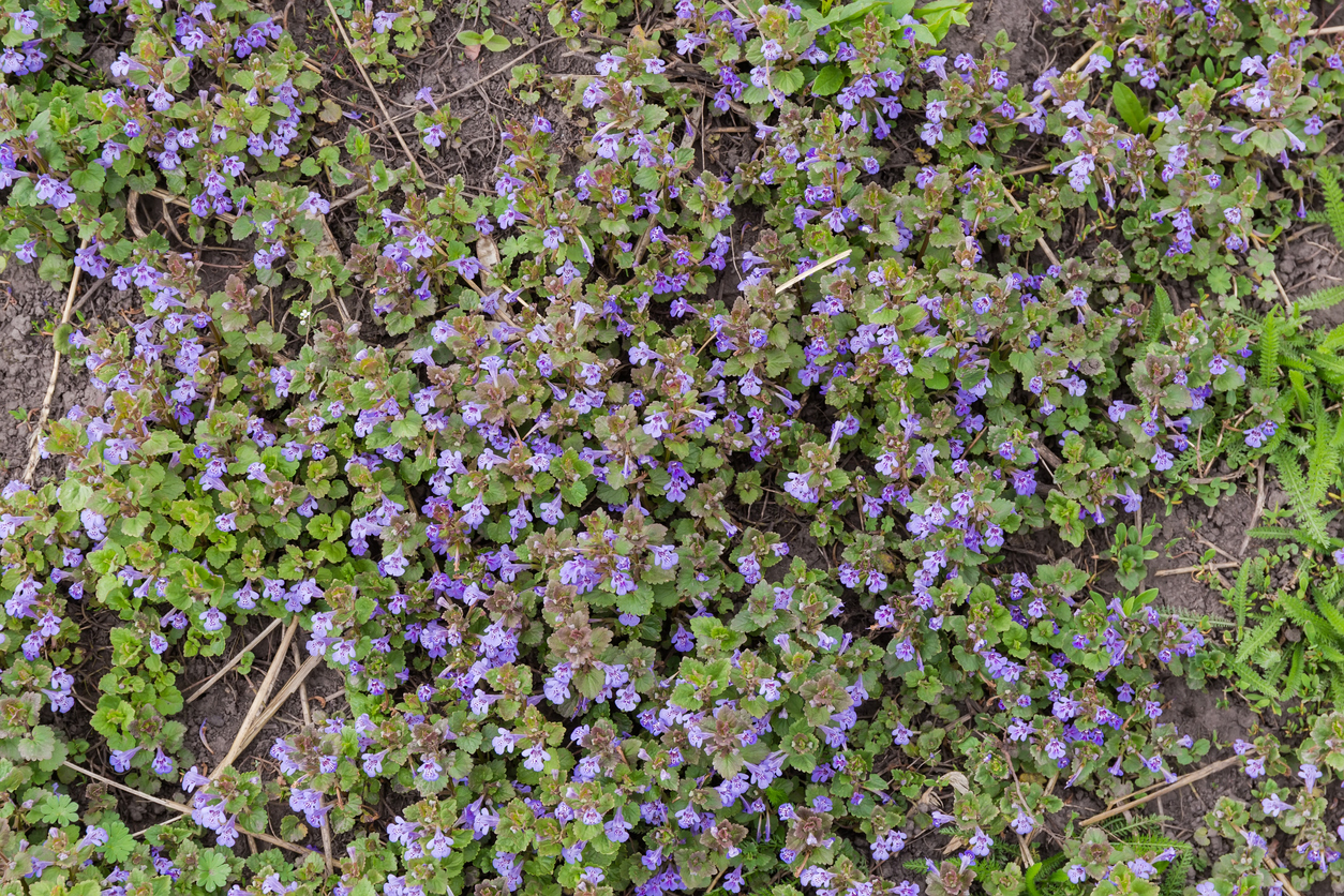 Creeping Charlie weeds taking over a patch of yard.