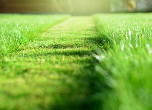 The Best Things You Can Do for Your Lawn and Garden in Under a Minute