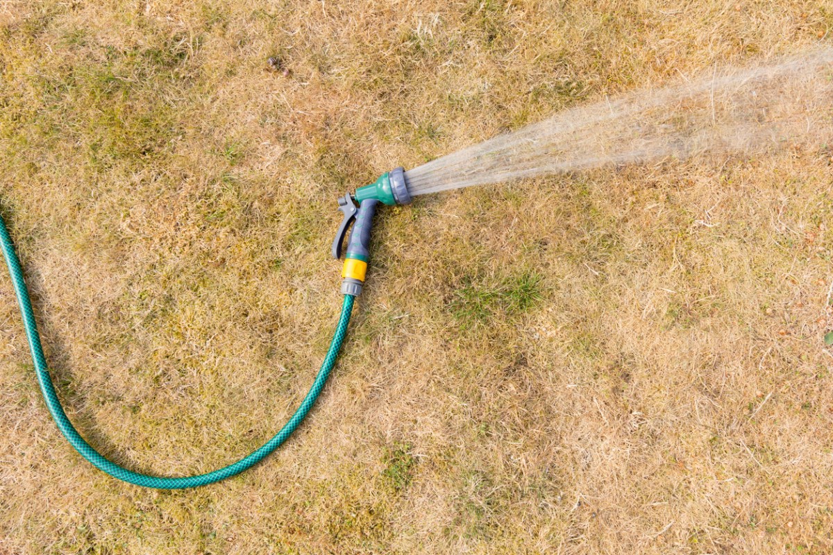 These Types of Drought-Resistant Grass Will Best Survive a Dry Summer