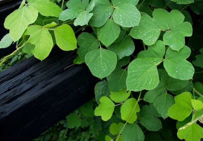 10 Climbing Plants That Are Easy to Keep Under Control