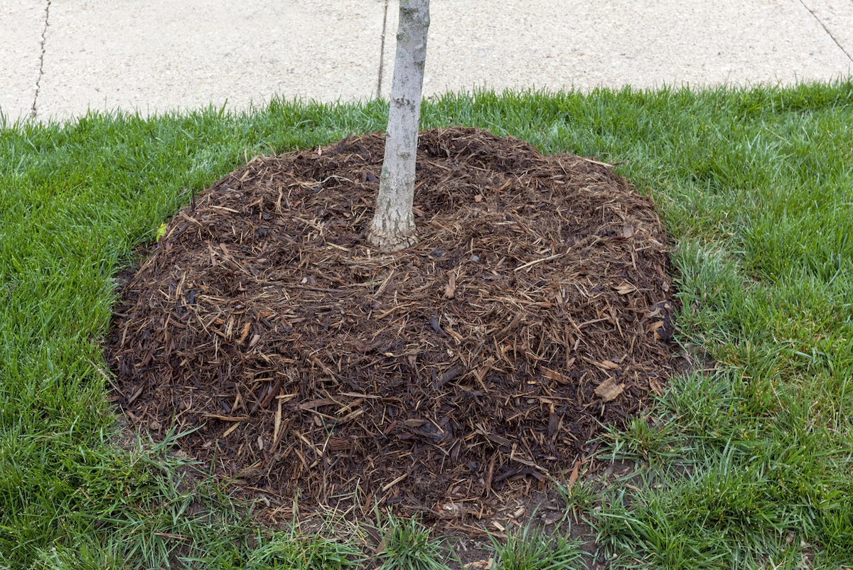 A tree is surrounded by mulch next to a sidewalk.